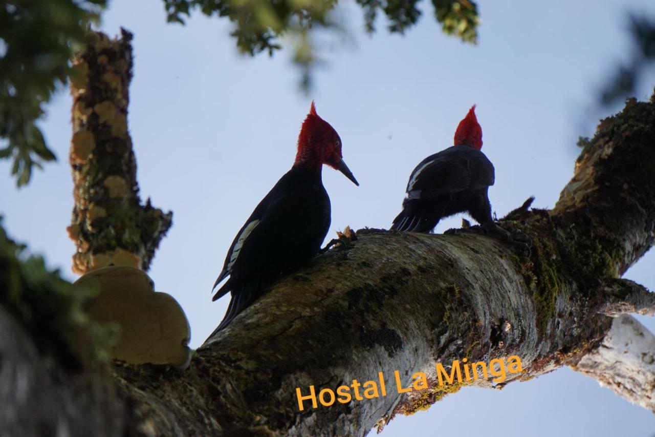 Chaitén Hostal La Minga المظهر الخارجي الصورة